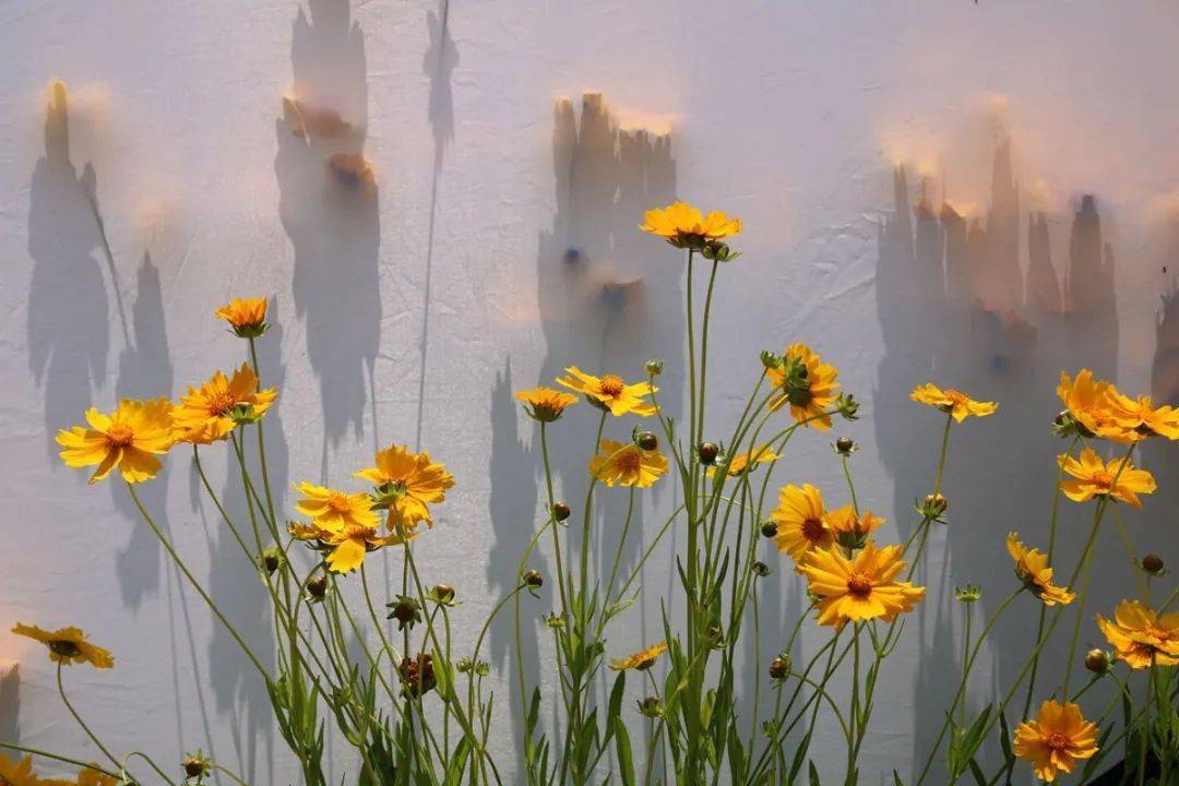 卓冰冰最優(yōu)秀的作品