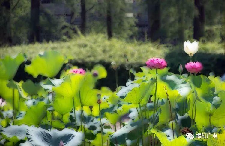 揭陽(yáng)市市郵政局最新領(lǐng)導