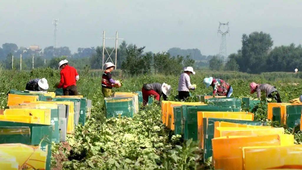 臨洮縣農業(yè)農村局最新項目