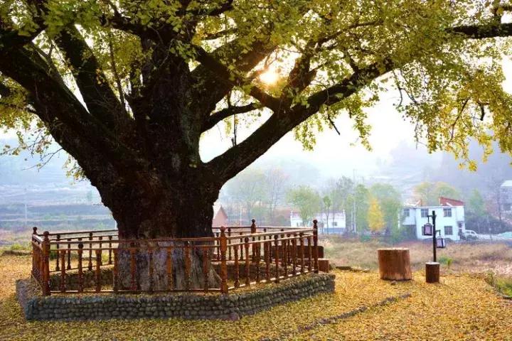 長(cháng)嶺鎮最新天氣預報