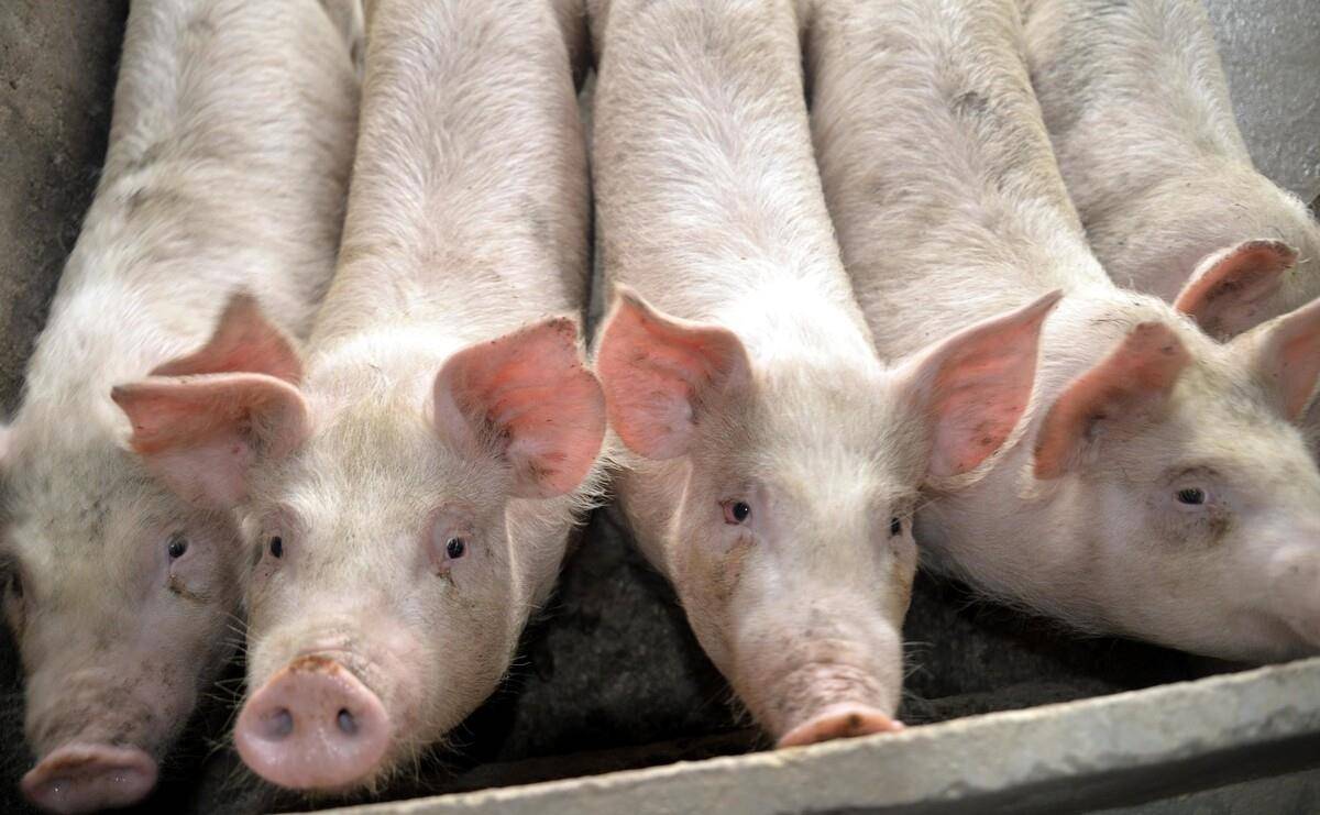 貴州最新豬價(jià)動(dòng)態(tài)分析與生豬市場(chǎng)趨勢探討