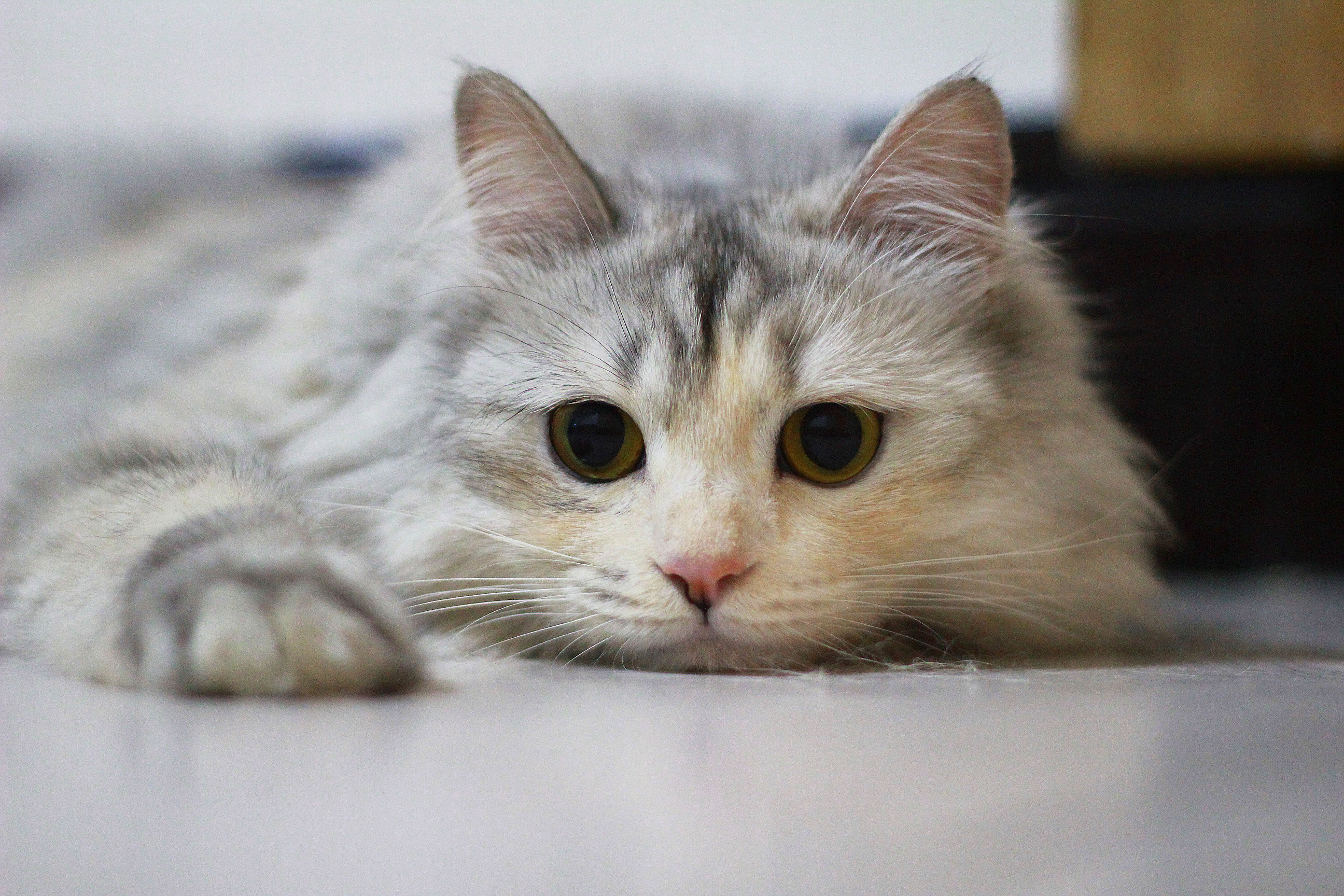 揭秘貓咪VIP破解版，功能優(yōu)勢與注意事項一網(wǎng)打盡