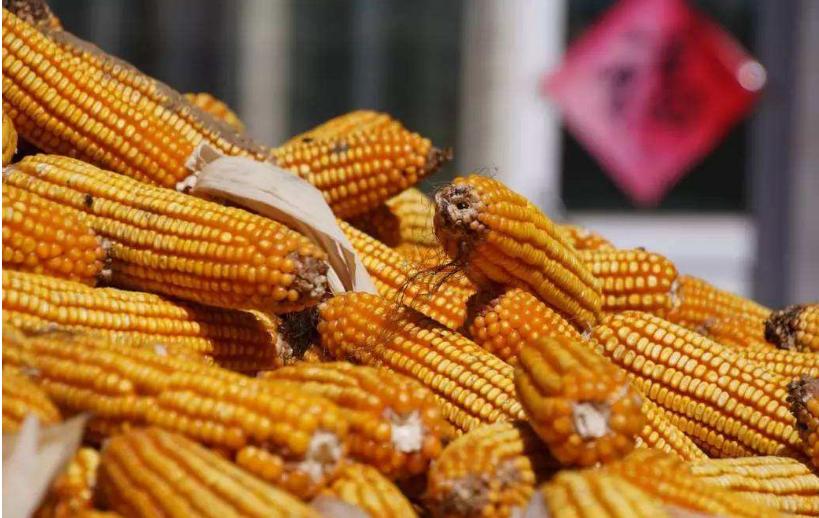 苞米最新行情，今日價(jià)格、市場(chǎng)走勢、影響因素與前景展望