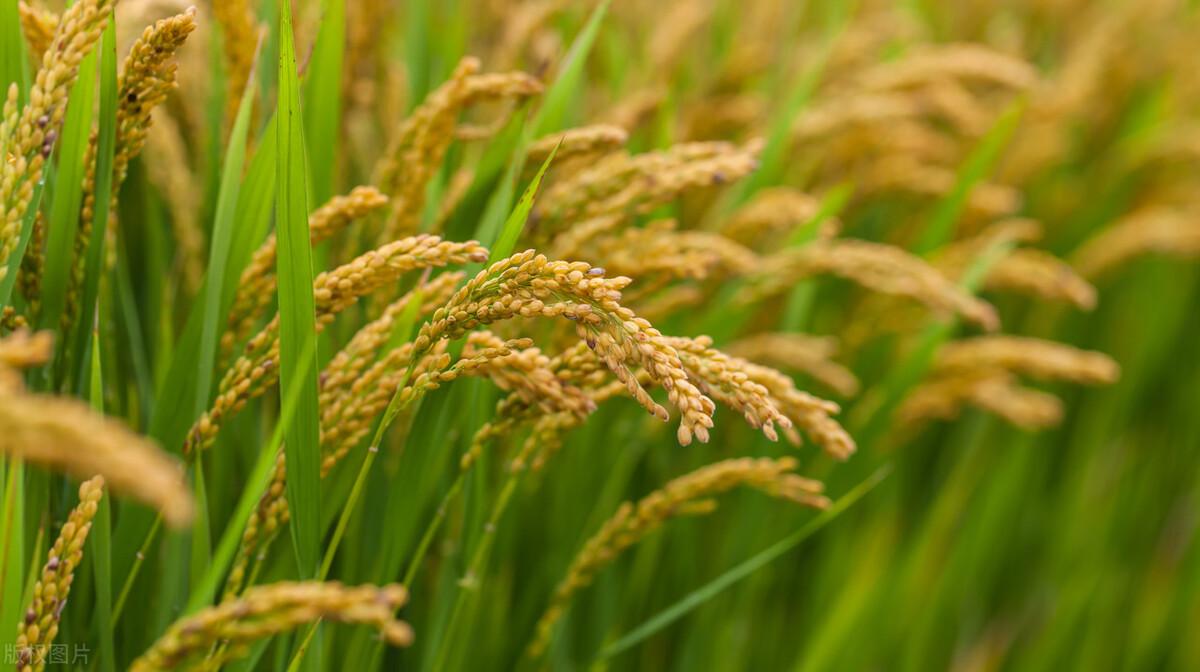 科技助力下的雜交水稻新突破，糧食產(chǎn)業(yè)迎來(lái)重大突破