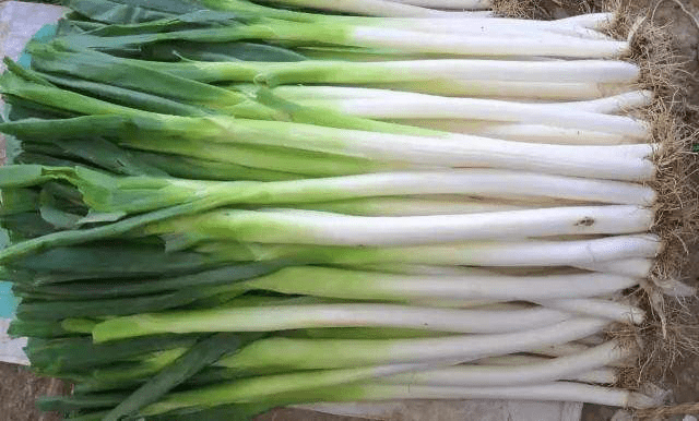 全國大蔥最新價(jià)格行情解析