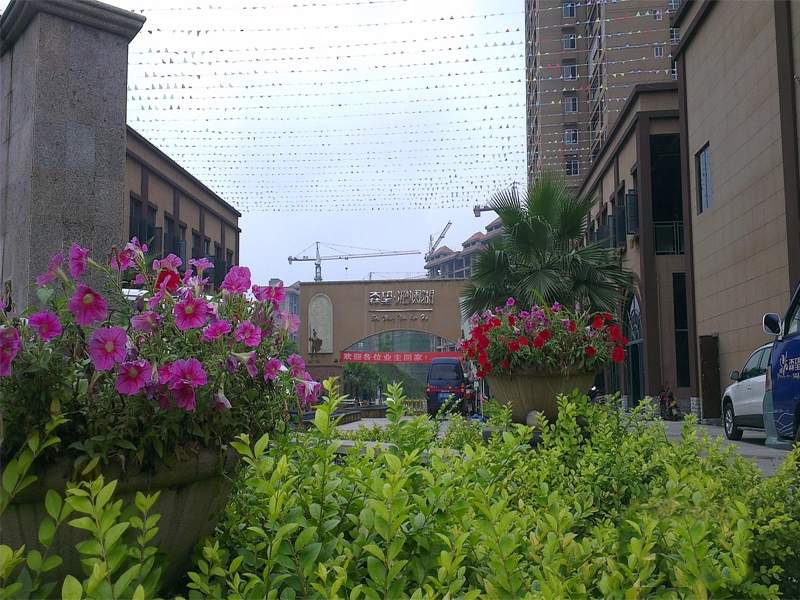 綦樹(shù)里最新動(dòng)態(tài)，城市發(fā)展的脈搏與未來(lái)展望