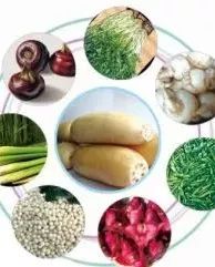 富爾芡最新動(dòng)態(tài)，引領(lǐng)行業(yè)變革，展現未來(lái)發(fā)展潛力