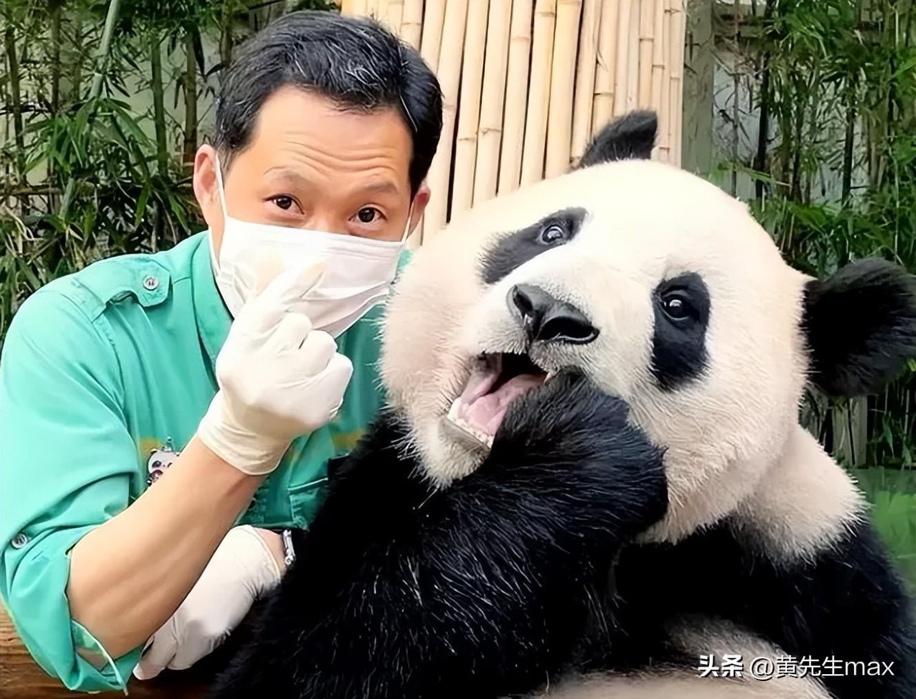 福寶回國，熊貓寶貝的歸國之旅及期待最新消息